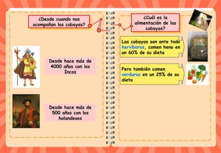 ¿Cuál es la
alimentación de las
cobayas?
¿Cuál es la
alimentación de las
cobayas?
¿Desde cuando nos
acompañan las cobayas?
¿Desde cuando nos
acompañan las cobayas?
Desde hace más de
4000 años con los
Incas
Desde hace más de
500 años con los
holandeses
Las cobayas son ante todo
hervíboros, comen heno en
un 60% de su dieta
Pero también comen
verduras en un 25% de su
dieta
 
