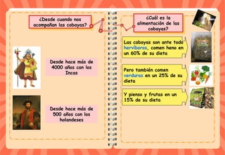 ¿Cuál es la
alimentación de las
cobayas?
¿Cuál es la
alimentación de las
cobayas?
¿Desde cuando nos
acompañan las cobayas?
¿Desde cuando nos
acompañan las cobayas?
Desde hace más de
4000 años con los
Incas
Desde hace más de
500 años con los
holandeses
Las cobayas son ante todo
hervíboros, comen heno en
un 60% de su dieta
Pero también comen
verduras en un 25% de su
dieta
Y pienso y frutas en un
15% de su dieta
 