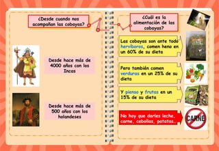 ¿Cuál es la
alimentación de las
cobayas?
¿Cuál es la
alimentación de las
cobayas?
¿Desde cuando nos
acompañan las cobayas?
¿Desde cuando nos
acompañan las cobayas?
Desde hace más de
4000 años con los
Incas
Desde hace más de
500 años con los
holandeses
Las cobayas son ante todo
hervíboros, comen heno en
un 60% de su dieta
Pero también comen
verduras en un 25% de su
dieta
Y pienso y frutas en un
15% de su dieta
No hay que darles leche,
carne, cebollas, patatas…
 