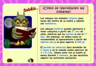 Sabéis…
Sabéis… ¿Cómo se reproducen las
cobayas?
¿Cómo se reproducen las
cobayas?
Las cobayas son animales vivíparos pues
nacen del vientre de su madre y además
son mamíferos.
Las cobayas hembras pueden aparearse y
tener cobayitas a partir del 2º mes de
edad, mientras que los machos lo son al 1º
mes. Sin embargo, en ambos casos es
recomendable su apareamiento a partir del
séptimo mes y un peso superior a 600 gr.
El periodo de embarazo dura alrededor de
2 meses y en la camada suelen aparecer de
3 a 5 crías. Deben estar con su madre al
menos durante 2 semanas, ya que necesitan
adquirir los nutrientes necesarios.
 