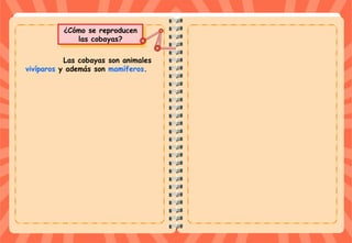 ¿Cómo se reproducen
las cobayas?
¿Cómo se reproducen
las cobayas?
Las cobayas son animales
vivíparos y además son mamíferos.
 