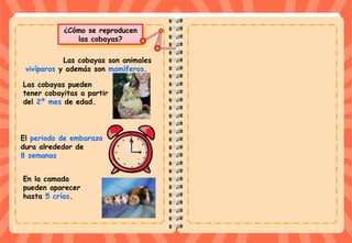 En la camada
pueden aparecer
hasta 5 crías.
El periodo de embarazo
dura alrededor de
8 semanas
¿Cómo se reproducen
las cobayas?
¿Cómo se reproducen
las cobayas?
Las cobayas pueden
tener cobayitas a partir
del 2º mes de edad.
Las cobayas son animales
vivíparos y además son mamíferos.
 