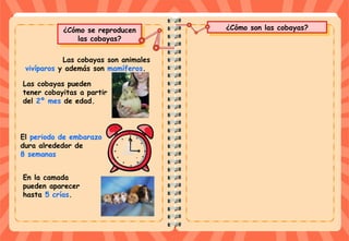 ¿Cómo son las cobayas?¿Cómo son las cobayas?
En la camada
pueden aparecer
hasta 5 crías.
El periodo de embarazo
dura alrededor de
8 semanas
¿Cómo se reproducen
las cobayas?
¿Cómo se reproducen
las cobayas?
Las cobayas pueden
tener cobayitas a partir
del 2º mes de edad.
Las cobayas son animales
vivíparos y además son mamíferos.
 