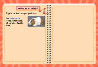 ¿Cómo es su pelaje?¿Cómo es su pelaje?
De pelo corto,
como Americana,
Crestada, Teddy,
Rex.
El pelo de las cobayas pude ser:
 
