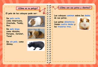 ¿Cómo son sus patas y dientes?¿Cómo son sus patas y dientes?
¿Cómo es su pelaje?¿Cómo es su pelaje?
De pelo corto,
como Americana,
Crestada, Teddy,
Rex.
El pelo de las cobayas pude ser:
De pelo largo,
como Abisinia,
Peruana, Coronet,
Texel
De sin pelo, como
Skinny
Las cobayas caminan sobre los dedos
de sus patas.
Las patas delanteras
tienen cuatro dedos y
las traseras tres.
 