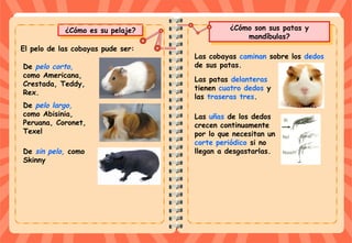 ¿Cómo son sus patas y
mandíbulas?
¿Cómo son sus patas y
mandíbulas?
Las cobayas caminan sobre los dedos
de sus patas.
Las patas delanteras
tienen cuatro dedos y
las traseras tres.
¿Cómo es su pelaje?¿Cómo es su pelaje?
De pelo corto,
como Americana,
Crestada, Teddy,
Rex.
El pelo de las cobayas pude ser:
De pelo largo,
como Abisinia,
Peruana, Coronet,
Texel
De sin pelo, como
Skinny
Las uñas de los dedos
crecen continuamente
por lo que necesitan un
corte periódico si no
llegan a desgastarlas.
 