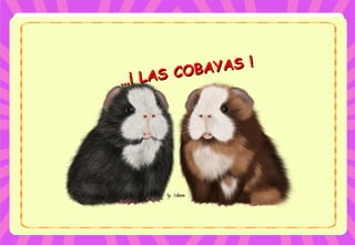 ……¡ LAS COBAYAS !
¡ LAS COBAYAS !
 