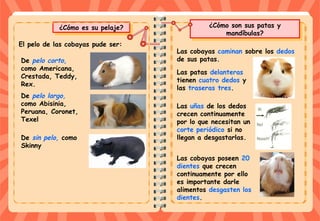 ¿Cómo son sus patas y
mandíbulas?
¿Cómo son sus patas y
mandíbulas?
Las cobayas caminan sobre los dedos
de sus patas.
Las patas delanteras
tienen cuatro dedos y
las traseras tres.
¿Cómo es su pelaje?¿Cómo es su pelaje?
De pelo corto,
como Americana,
Crestada, Teddy,
Rex.
El pelo de las cobayas pude ser:
De pelo largo,
como Abisinia,
Peruana, Coronet,
Texel
De sin pelo, como
Skinny
Las uñas de los dedos
crecen continuamente
por lo que necesitan un
corte periódico si no
llegan a desgastarlas.
Las cobayas poseen 20
dientes que crecen
continuamente por ello
es importante darle
alimentos desgasten los
dientes.
 
