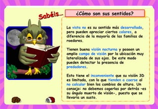 Sabéis…
Sabéis… ¿Cómo son sus sentidos?¿Cómo son sus sentidos?
La vista no es su sentido más desarrollado,
pero pueden apreciar ciertos colores, a
diferencia de la mayoría de las familias de
roedores.
Tienen buena visión nocturna y poseen un
amplio campo de visión por la ubicación muy
lateralizada de sus ojos. De este modo
pueden detectar la presencia de
predadores.
Esto tiene el inconveniente que su visión 3D
es limitada, con lo que tienden a caerse al
no calcular bien los cambios de altura. Un
consejo: no debemos cogerlas por detrás –es
su ángulo muerto de visión-, puesto que se
llevaría un susto.
 