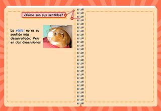¿Cómo son sus sentidos?¿Cómo son sus sentidos?
La vista: no es su
sentido más
desarrollado. Ven
en dos dimensiones
 