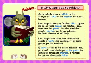 Sabéis…
Sabéis… ¿Cómo son sus sentidos?¿Cómo son sus sentidos?
Se ha calculado que el olfato de las
cobayas es 1.000 veces superior al del ser
humano.
Las cobayas tienen un fabuloso oído. Captan
mejor los tonos agudos que nosotros, pero
oyen peor los graves. Les dan miedo los
sonidos fuertes, con lo que debemos
hablarles siempre en voz baja.
Las cobayas son seres muy sensibles en
cuanto al tacto. Son cariñosas y les suele
gustar que les acaricien.
El gusto es uno de los menos desarrollados,
pero está comprobado que no les gustan los
alimentos demasiado amargos. Y tampoco
los que son demasiado dulces.
 