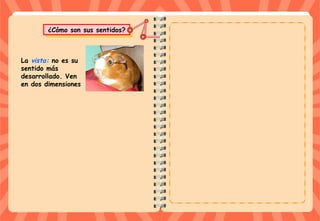 ¿Cómo son sus sentidos?¿Cómo son sus sentidos?
La vista: no es su
sentido más
desarrollado. Ven
en dos dimensiones
 