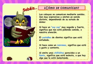 Sabéis…
Sabéis… ¿Cómo se comunican?¿Cómo se comunican?
Las cobayas se comunican mediante sonidos.
Son muy expresivas y emiten un sonido
distinto, dependiendo de su estado de
ánimo:
Si hace un “cuy cuy” muy seguido y fuerte,
significa que nos está pidiendo comida, o
nuestra atención.
El castañeo de dientes significa que está
enfadada.
Si hace como un ronroneo, significa que está
a gusto y contenta.
Si emite unos chilliditos parecidos a un
llanto, significa que está molesta, o que hay
algo que la está molestando.
 