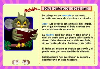 Sabéis…
Sabéis… ¿Qué cuidados necesitan?¿Qué cuidados necesitan?
La cobaya es una mascota y por tanto
necesita una serie de atenciones y cuidados.
Aseo: Los cobayas son animales muy limpios,
por lo que evitaremos el baño a menos que
sea estrictamente necesario.
Su recinto debe ser amplio y debe estar a
nivel del suelo para que pueda salir cuando lo
desee. Debe ubicarse en un sitio ventilado,
sin corrientes de aire, luminoso y sin ruidos.
El lecho del recinto se realiza con serrín y el
propio heno que sirve también de alimento.
Semanalmente hay que limpiar su recinto y
desinfectarlo en caso necesario.
 
