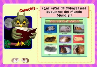 Conocéis…
Conocéis… ¿Las razas de cobayas más
populares del Mundo
Mundial?
¿Las razas de cobayas más
populares del Mundo
Mundial?
 