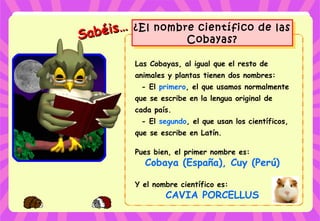 Sabéis…
Sabéis… ¿El nombre científico de las
Cobayas?
¿El nombre científico de las
Cobayas?
Las Cobayas, al igual que el resto de
animales y plantas tienen dos nombres:
- El primero, el que usamos normalmente
que se escribe en la lengua original de
cada país.
- El segundo, el que usan los científicos,
que se escribe en Latín.
Pues bien, el primer nombre es:
Cobaya (España), Cuy (Perú)
Y el nombre científico es:
CAVIA PORCELLUS
 