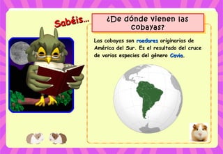 Sabéis…
Sabéis… ¿De dónde vienen las
cobayas?
¿De dónde vienen las
cobayas?
Las cobayas son roedoresroedores originarias de
América del Sur. Es el resultado del cruce
de varias especies del género CaviaCavia.
 