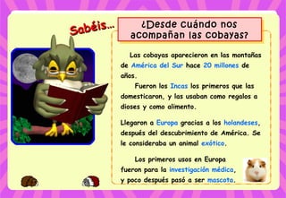 Sabéis…
Sabéis… ¿Desde cuándo nos
acompañan las cobayas?
¿Desde cuándo nos
acompañan las cobayas?
Las cobayas aparecieron en las montañas
de América del Sur hace 20 millones de
años.
Fueron los Incas los primeros que las
domesticaron, y las usaban como regalos a
dioses y como alimento.
Llegaron a Europa gracias a los holandeses,
después del descubrimiento de América. Se
le consideraba un animal exótico.
Los primeros usos en Europa
fueron para la investigación médica,
y poco después pasó a ser mascota.
 