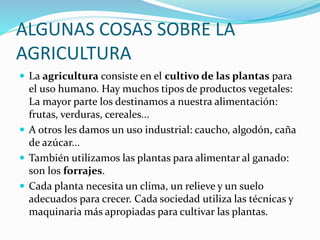 ALGUNAS COSAS SOBRE LA
AGRICULTURA
 La agricultura consiste en el cultivo de las plantas para
el uso humano. Hay muchos tipos de productos vegetales:
La mayor parte los destinamos a nuestra alimentación:
frutas, verduras, cereales...
 A otros les damos un uso industrial: caucho, algodón, caña
de azúcar...
 También utilizamos las plantas para alimentar al ganado:
son los forrajes.
 Cada planta necesita un clima, un relieve y un suelo
adecuados para crecer. Cada sociedad utiliza las técnicas y
maquinaria más apropiadas para cultivar las plantas.
 