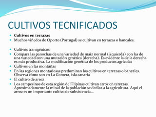 CULTIVOS TECNIFICADOS
 Cultivos en terrazas
 Muchos viñedos de Oporto (Portugal) se cultivan en terrazas o bancales.
 Cultivos transgénicos
 Compara las panochas de una variedad de maíz normal (izquierda) con las de
una variedad con una mutación genética (derecha). Es evidente la de la derecha
es más productiva. La modificación genética de los productos agrícolas
 Cultivos en las montañas
 En las regiones montañosas predominan los cultivos en terrazas o bancales.
Observa cómo son en La Gomera, isla canaria
 El cultivo de arroz
 Los campesinos de esta región de Filipinas cultivan arroz en terrazas.
Aproximadamente la mitad de la población se dedica a la agricultura. Aquí el
arroz es un importante cultivo de subsistencia…
 