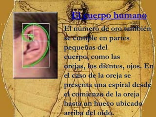El cuerpo humano
El número de oro también
se cumple en partes
pequeñas del
cuerpo, como las
orejas, los dientes, ojos. En
el caso de la oreja se
presenta una espiral desde
el comienzo de la oreja
hasta un hueco ubicado
arriba del oído.
 