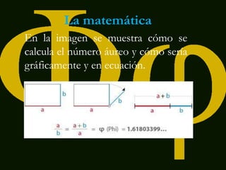 La matemática
En la imagen se muestra cómo se
calcula el número áureo y cómo sería
gráficamente y en ecuación.
 