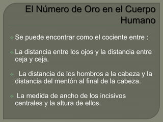  Se   puede encontrar como el cociente entre :

 La   distancia entre los ojos y la distancia entre
    ceja y ceja.

    La distancia de los hombros a la cabeza y la
    distancia del mentón al final de la cabeza.

    La medida de ancho de los incisivos
    centrales y la altura de ellos.
 