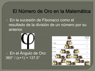     En la sucesión de Fibonacci como el
    resultado de la división de un número por su
    anterior.




   En el Ángulo de Oro:
360° / (ɸ+1) ≈ 137,5°
 