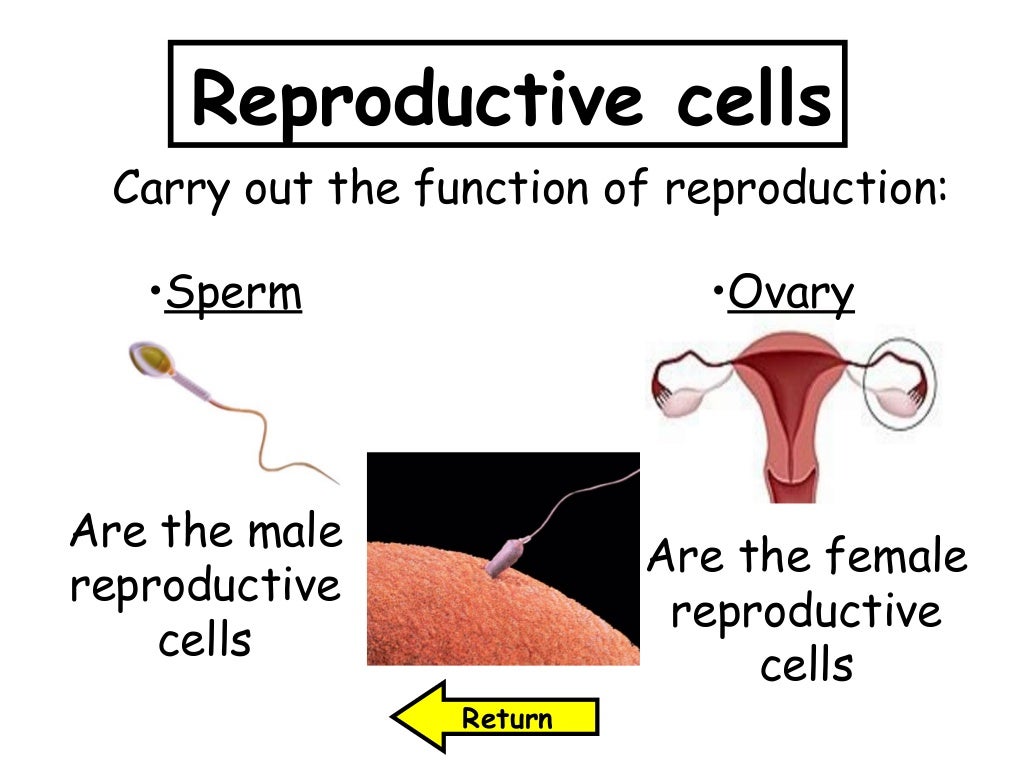 Human reproduction