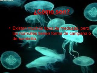 ¿Cómo son?

• Existen muchos tipos de medusas, pero
  las normales tienen forma de campana o
  de sombrilla.
 
