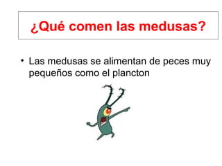¿Qué comen las medusas?

• Las medusas se alimentan de peces muy
  pequeños como el plancton
 