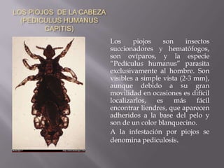 LOS PIOJOS  DE LA CABEZA (PEDICULUS HUMANUS CAPITIS)	Los piojos son insectos succionadores y hematófogos, son ovíparos, y la especie “Pedículushumanus” parasita exclusivamente al hombre. Son visibles a simple vista (2-3 mm), aunque debido a su gran movilidad en ocasiones es difícil localizarlos, es más fácil encontrar liendres, que aparecen adheridos a la base del pelo y son de un color blanquecino.	A la infestación por piojos se denomina pediculosis.