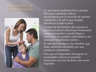DIAGNOSTICO DE LA PARASITACIONLa  principal manifestación es prurito del cuero cabelludo. Este se desencadena por la reacción de nuestro organismo a la saliva que el piojo inocula en la piel al picar. A causa de las lesiones del rascado se pueden producir infecciones bacterianas (impetignización) y puede llegar a observarse los ganglios inflamados y ser necesario tratamiento médico.Es más fácil localizar a las liendres, que están adheridos al cabello por una sustancia cementante. Para que el diagnostico sea seguro es aconsejable realizar un peinado minucioso con una lendrera, dos veces seguidas.