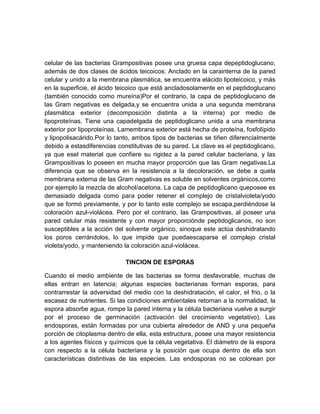 celular de las bacterias Grampositivas posee una gruesa capa depeptidoglucano,
además de dos clases de ácidos teicoicos: Anclado en la carainterna de la pared
celular y unido a la membrana plasmática, se encuentra elácido lipoteicoico, y más
en la superficie, el ácido teicoico que está ancladosolamente en el peptidoglucano
(también conocido como mureína)Por el contrario, la capa de peptidoglucano de
las Gram negativas es delgada,y se encuentra unida a una segunda membrana
plasmática exterior (decomposición distinta a la interna) por medio de
lipoproteínas. Tiene una capadelgada de peptidoglicano unida a una membrana
exterior por lipoproteínas. Lamembrana exterior está hecha de proteína, fosfolípido
y lipopolisacárido.Por lo tanto, ambos tipos de bacterias se tiñen diferencialmente
debido a estasdiferencias constitutivas de su pared. La clave es el peptidoglicano,
ya que esel material que confiere su rigidez a la pared celular bacteriana, y las
Grampositivas lo poseen en mucha mayor proporción que las Gram negativas.La
diferencia que se observa en la resistencia a la decoloración, se debe a quela
membrana externa de las Gram negativas es soluble en solventes orgánicos,como
por ejemplo la mezcla de alcohol/acetona. La capa de peptidoglicano queposee es
demasiado delgada como para poder retener el complejo de cristalvioleta/yodo
que se formó previamente, y por lo tanto este complejo se escapa,perdiéndose la
coloración azul-violácea. Pero por el contrario, las Grampositivas, al poseer una
pared celular más resistente y con mayor proporciónde peptidoglicanos, no son
susceptibles a la acción del solvente orgánico, sinoque este actúa deshidratando
los poros cerrándolos, lo que impide que puedaescaparse el complejo cristal
violeta/yodo, y manteniendo la coloración azul-violácea.
TINCION DE ESPORAS
Cuando el medio ambiente de las bacterias se forma desfavorable, muchas de
ellas entran en latencia; algunas especies bacterianas forman esporas, para
contrarrestar la adversidad del medio con la deshidratación, el calor, el frio, o la
escasez de nutrientes. Si las condiciones ambientales retornan a la normalidad, la
espora absorbe agua, rompe la pared interna y la célula bacteriana vuelve a surgir
por el proceso de germinación (activación del crecimiento vegetativo). Las
endosporas, están formadas por una cubierta alrededor de AND y una pequeña
porción de citoplasma dentro de ella, esta estructura, posee una mayor resistencia
a los agentes físicos y químicos que la célula vegetativa. El diámetro de la espora
con respecto a la célula bacteriana y la posición que ocupa dentro de ella son
características distintivas de las especies. Las endosporas no se colorean por

 