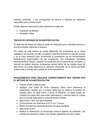 métodos corrientes y por consiguiente, se recurre a métodos de coloración
especiales para su observación.
Existen algunas coloraciones para esporas las cuales son:
Coloración de Moeller
Schaeffer-Fulton

TINCION DE ESPORAS DE SCHAEFFER-FULTON
En este tipo de tinción se utiliza el verde de malaquita como colorante primario y
uno de contraste (safranina o fucsina).
Por medio de esta técnica se puede diferenciar las endosporas de la célula
vegetativa. De acuerdo con ella, se aplica el colorante primario en solución acuosa
y se le hace vaporizar para incrementar la penetración de los recubrimientos
relativamente impermeables de las endosporas. Las endosporas sometidas
correctamente al método, resistirán la sustitución por el colorante de contraste y a
menudo se podrán observar endosporas verdes dentro de las células rojas; de
esta forma, se puede determinar la ubicación intracelular de la misma (terminal.
Subterminal o central), para usarse con fines taxonómicos.

PROCEDIMIENTO PARA REALIZAR CORRECTAMENTE UNA TINCIÓN POR
EL MÉTODO DE SCHAEFFER-FULTON
Prepare el folis y fíjelo al calor
Agregue unas gotas de verde malaquita, hasta cubrir totalmente la
preparación, caliente por 5 minutos hasta que se observe la emisión de
vapores pero, sin dejar hervir ni secar el colorante. La placa puede ser
cubierta con papel filtro para evitar salpicaduras y siempre tener en cuenta
que el montaje debe estar lo suficientemente húmedo.
Deje enfriar y lave con agua destilada.
Contracolorear con Safranina al 0,5 % por 1 minuto.
Retire el exceso de colorante lavando con agua destilada.
Deje secar al aire.
Realice la observación al microscopio hasta el objetivo de inmersión. Las
endosporas aparecen verdes y las células vegetativas de color rosado.

 