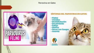 Trabajo Microbiologia 2 Parvovirus Felino.pptx