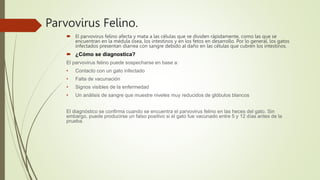 Trabajo Microbiologia 2 Parvovirus Felino.pptx