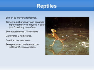 Carnívoros, herbívoros y omnívoros. 