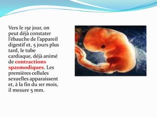 Vers le 15e jour, on peut déjà constater l’ébauche de l’appareil digestif et, 5 jours plus tard, le tube cardiaque, déjà animé de contractions spasmodiques. Les premières cellules sexuelles apparaissent et, à la fin du 1er mois, il mesure 5 mm.