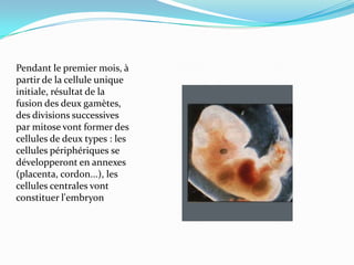 Pendant le premier mois, à partir de la cellule unique initiale, résultat de la fusion des deux gamètes, des divisions successives par mitose vont former des cellules de deux types : les cellules périphériques se développeront en annexes (placenta, cordon...), les cellules centrales vont constituer l'embryon