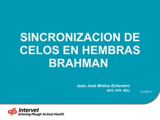 SINCRONIZACION DE CELOS EN HEMBRAS BRAHMAN  Juan José Molina Echeverri. MVZ. EPA. MSc. 11/16/11 