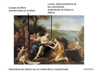 -ADONIS-
Cuerpo de Mirra
transformado en el árbol.
Lucina, diosa protectora de
los nacimientos,
sosteniendo en brazos a
Adonis
Nacimiento de Adonis con su madre Mirra, transformada
 