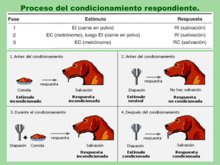 Proceso del condicionamiento respondiente.
 