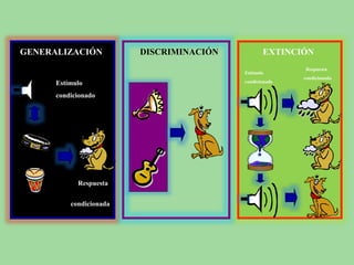 GENERALIZACIÓN DISCRIMINACIÓN EXTINCIÓN
Respuesta
condicionada
Estímulo
condicionado
Respuesta
condicionada
Estímulo
condicionado
 