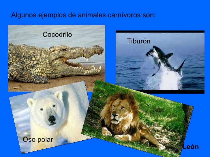 El Oso Es Carnivoro O Herviboro