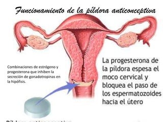 Funcionamiento de la píldora anticonceptiva

Combinaciones de estrógeno y
progesterona que inhiben la
secreción de gonadotropinas en
la hipófisis.

 