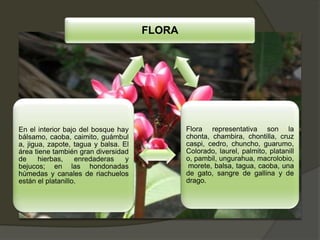 FLORA
Flora representativa son la
chonta, chambira, chontilla, cruz
caspi, cedro, chuncho, guarumo,
Colorado, laurel, palmito, platanill
o, pambil, ungurahua, macrolobio,
morete, balsa, tagua, caoba, una
de gato, sangre de gallina y de
drago.
En el interior bajo del bosque hay
bálsamo, caoba, caimito, guámbul
a, jigua, zapote, tagua y balsa. El
área tiene también gran diversidad
de hierbas, enredaderas y
bejucos; en las hondonadas
húmedas y canales de riachuelos
están el platanillo.
 