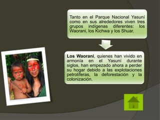 Tanto en el Parque Nacional Yasuní
como en sus alrededores viven tres
grupos indígenas diferentes: los
Waorani, los Kichwa y los Shuar.
Los Waorani, quienes han vivido en
armonía en el Yasuní durante
siglos, han empezado ahora a perder
su hogar debido a las explotaciones
petrolíferas, la deforestación y la
colonización.
 