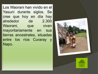 Los Waorani han vivido en el
Yasuní durante siglos. Se
cree que hoy en día hay
alrededor de 2.300
Waorani, que viven
mayoritariamente en sus
tierras ancestrales, situadas
entre los ríos Curaray y
Napo.
 