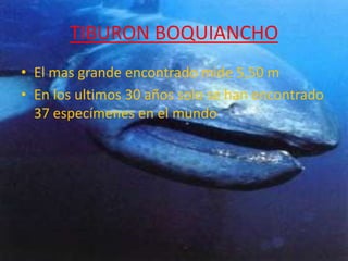 TIBURON BOQUIANCHO
• El mas grande encontrado mide 5,50 m
• En los ultimos 30 años solo se han encontrado
  37 especímenes en el mundo
 